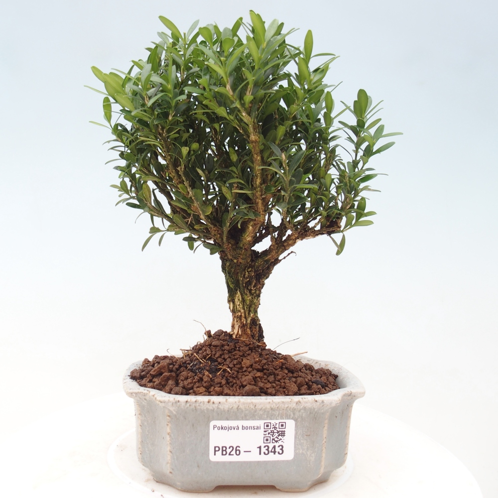 Camera bonsai - Buxus harlandii - buxus da sughero