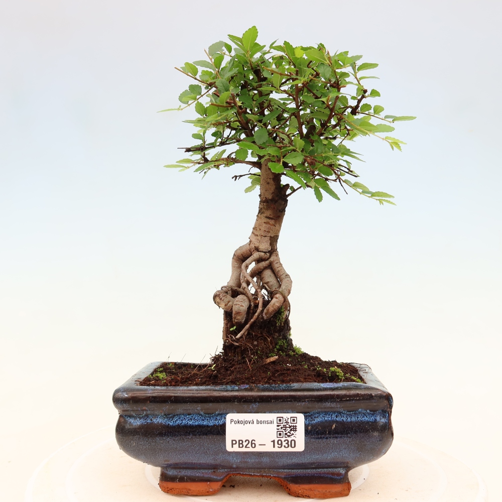 Camera bonsai - Ulmus parvifolia - Olmo a foglie piccole