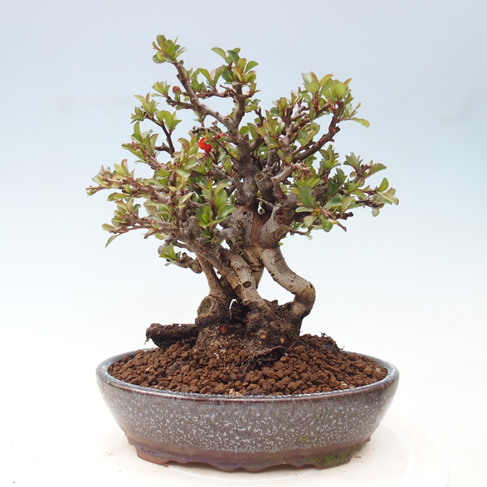 Bonsai da esterno - Chaneomeles speciosa - Cotogno