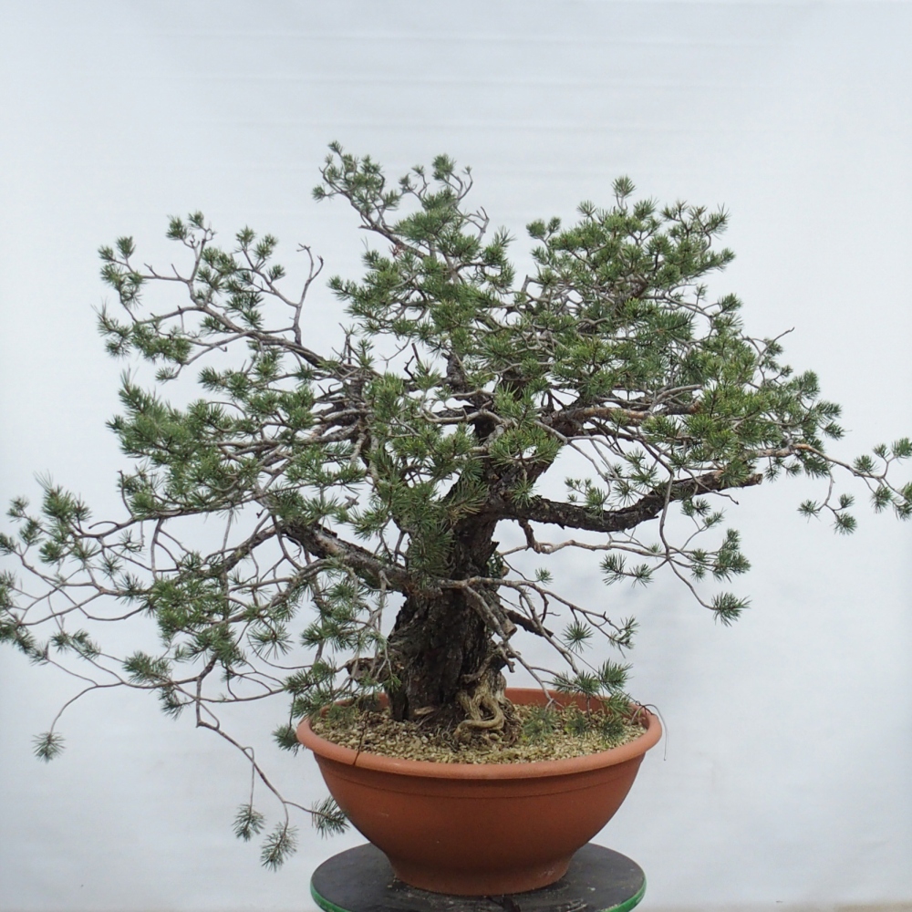 Yamadori - Pinus sylvestris Spagna