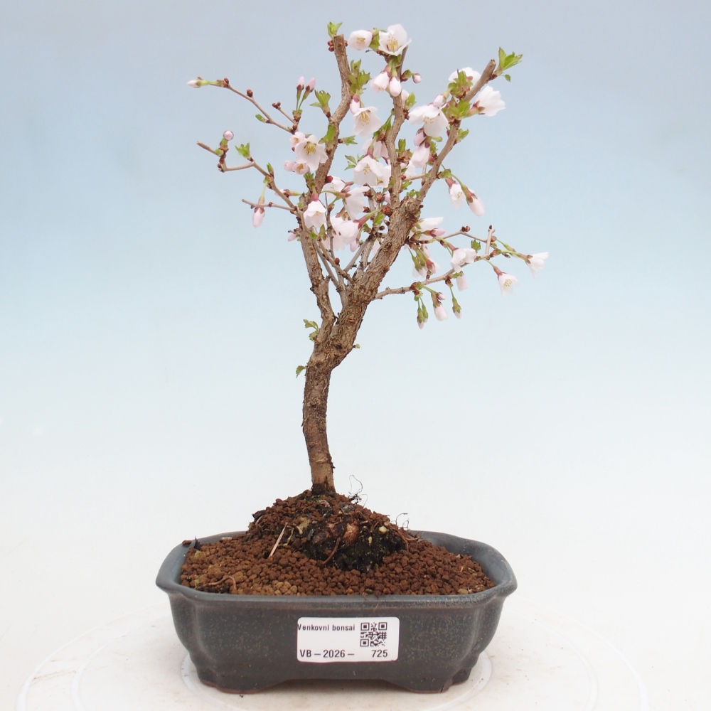 Bonsai da esterno - Prunus incisa Kojou-no mai-Plivon ritagliato
