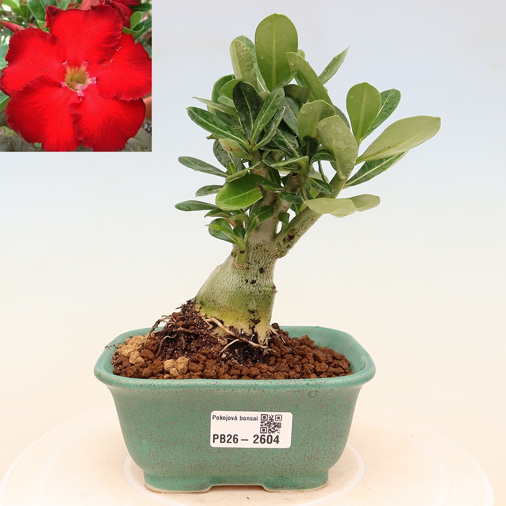 Bonsai da interno - Adenium obesum Red Star - Rosa del deserto