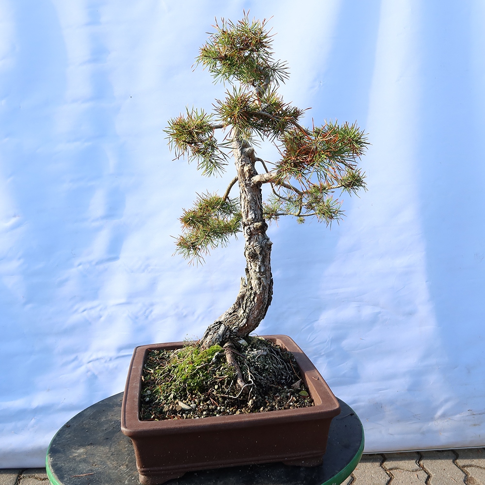 Pinus sylvestris Spagna - pino silvestre