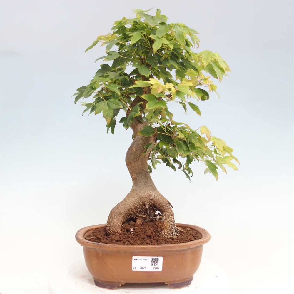 Bonsai da esterno - Acer Buergerianum - Acero di Burger