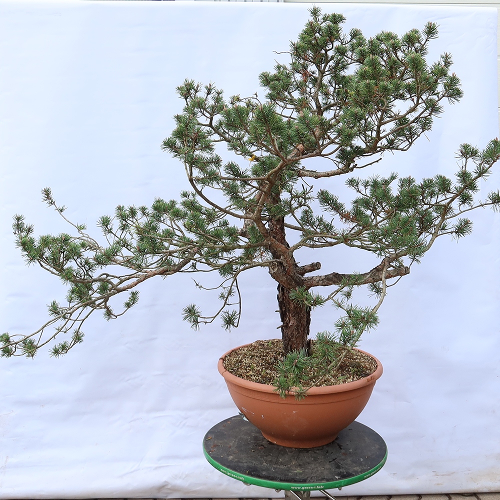 Pinus sylvestris Spagna - pino silvestre