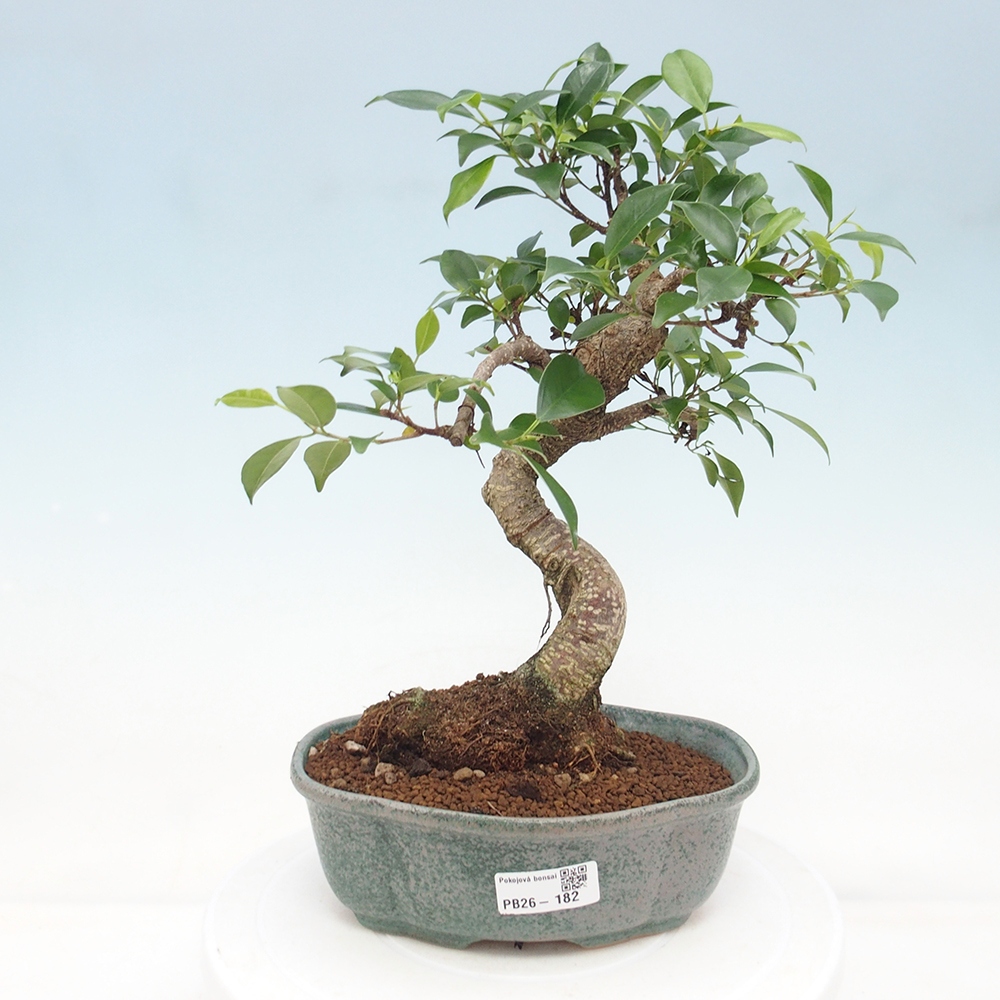 Camera bonsai - Ficus retusa - ficus a foglie piccole