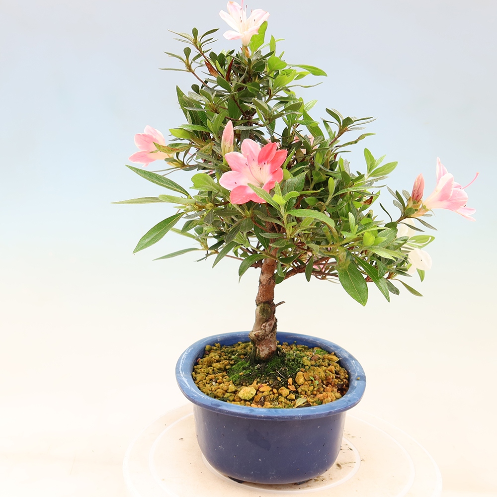 Bonsai da esterno - Azalea giapponese - Azalea Senhime