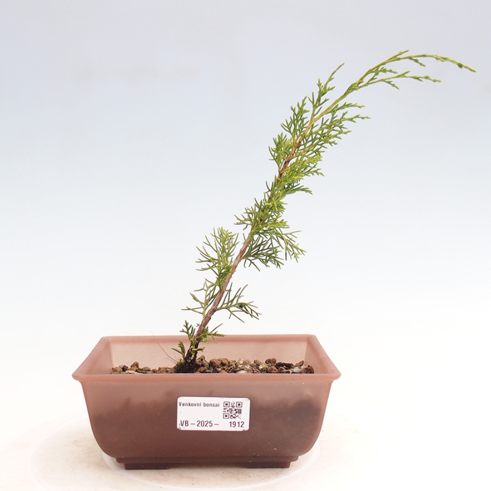 Bonsai da esterno - Juniperus chinensis Itoigawa