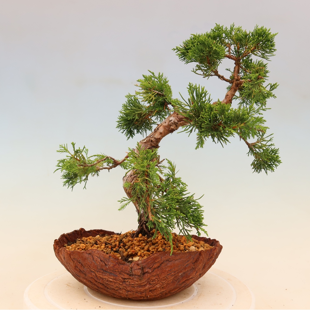 Bonsai da esterno - Juniperus chinensis Itoigawa