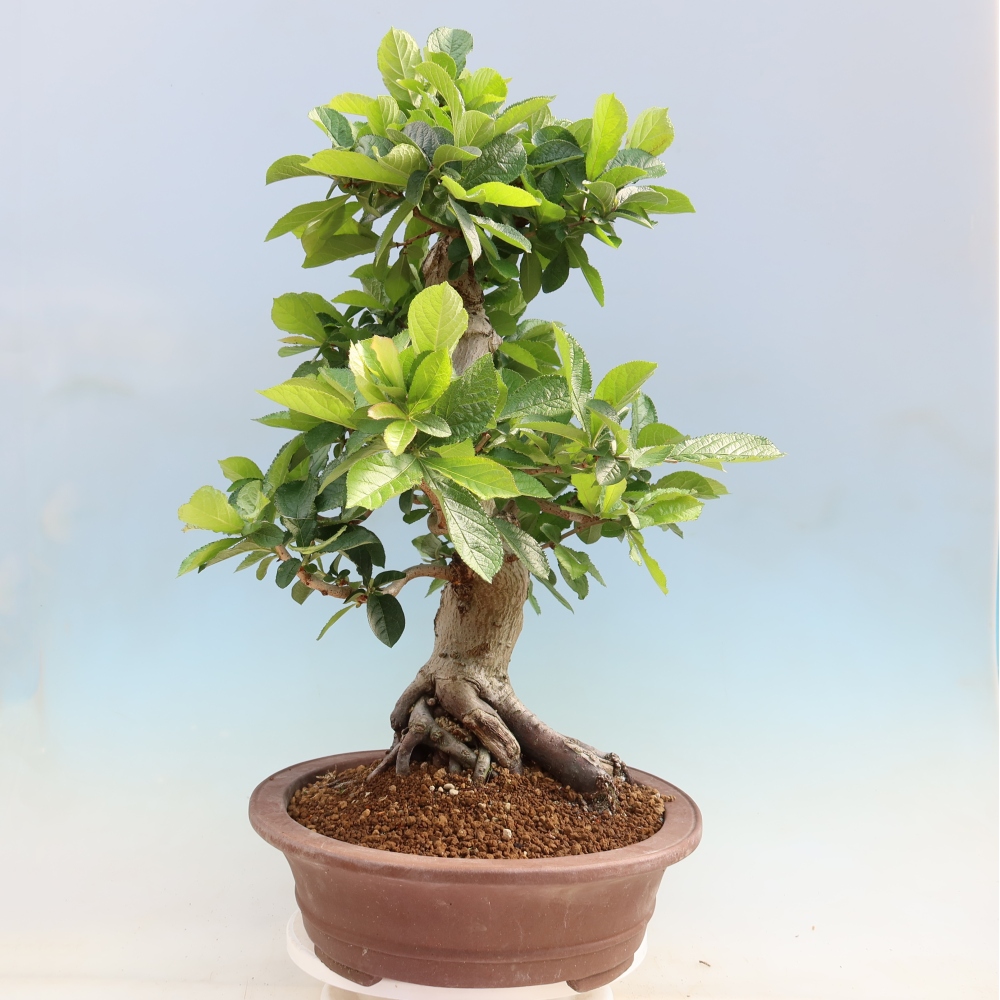 Bonsai da esterno - Photinia villosa