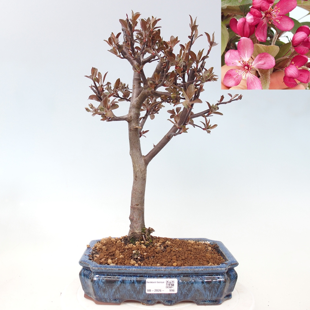 Bonsai da esterno -Malus domestica - Melo a piccoli frutti a foglie rosse