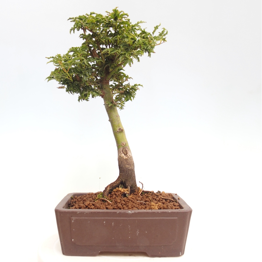 Bonsai da esterno -Palma di Giava Acer palmatum Shishigashira