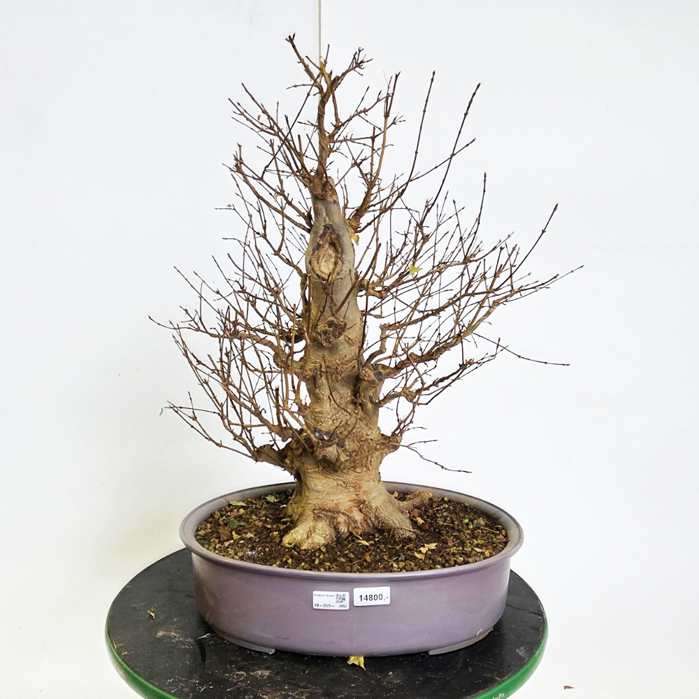 Bonsai da esterno Acero Burger - Acer Burgeriana