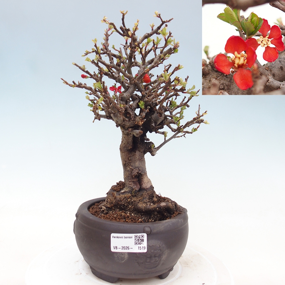 Bonsai da esterno - Chaneomeles speciosa - Cotogno