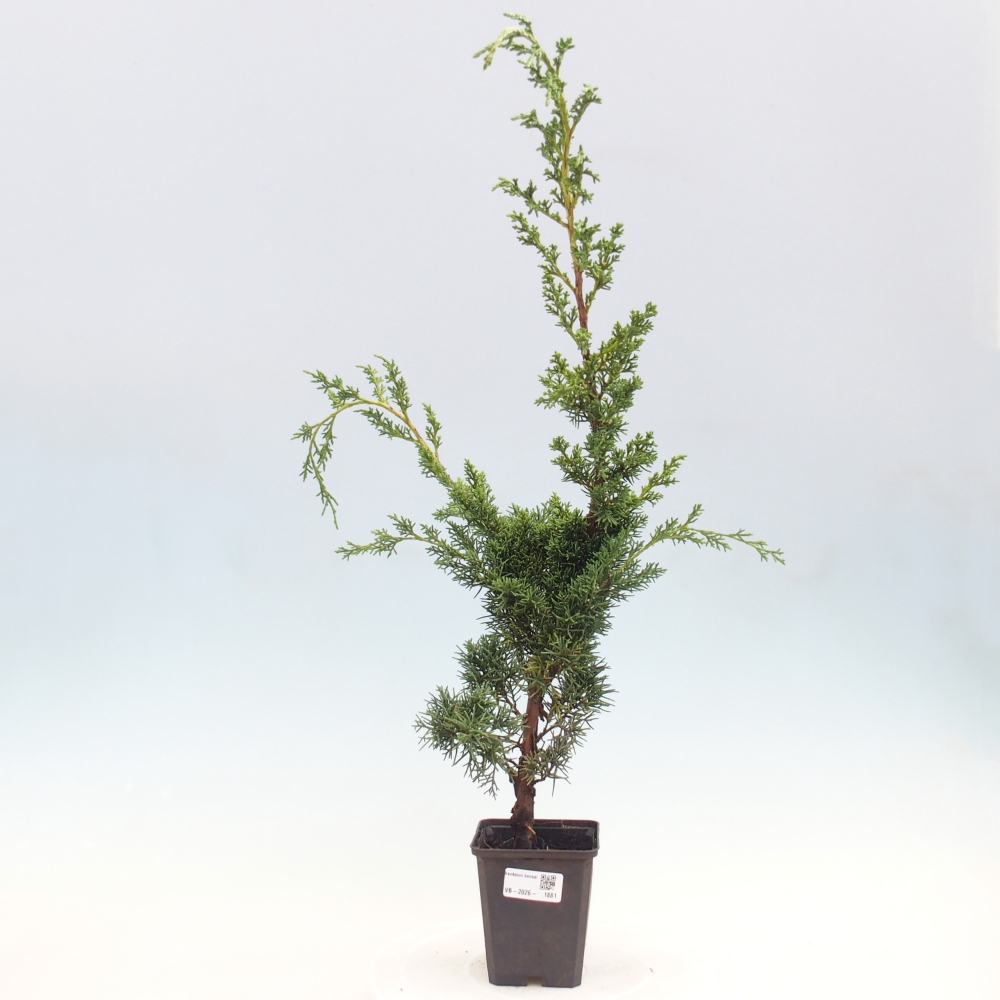 Bonsai da esterno - Juniperus chinensis Kishu