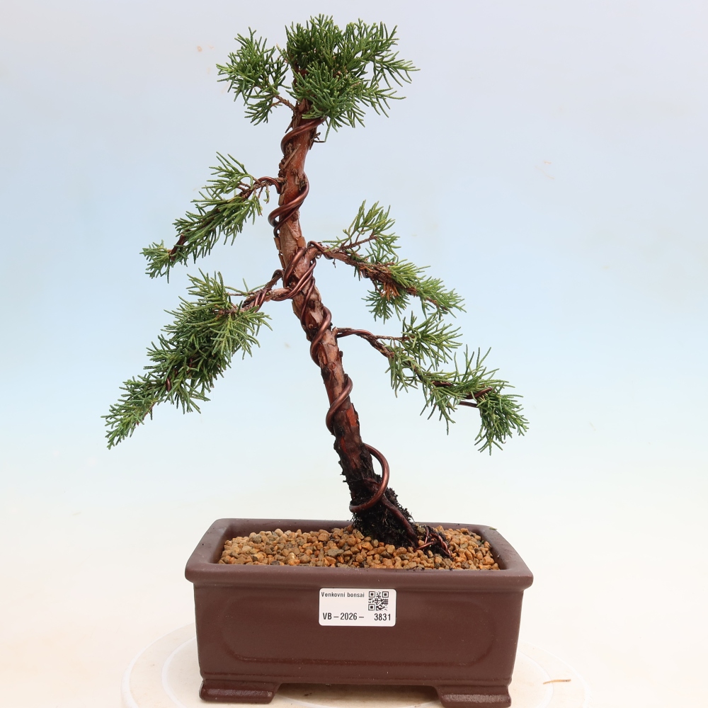 Bonsai da esterno - Juniperus chinensis Kishu