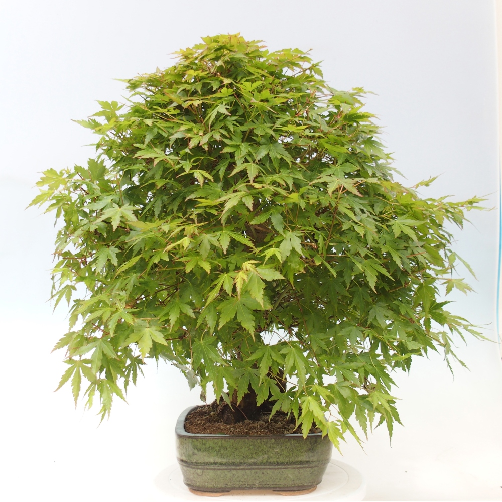 Bonsai da esterno - Acer palmatum - SOLO preparazione del pallet