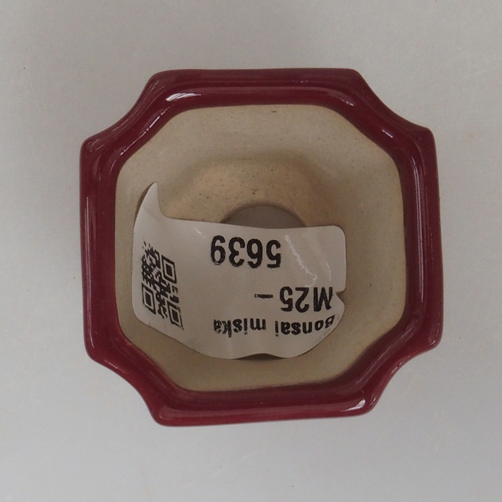 Mini bonsai 4 x 4 x 4 cm, bordeaux