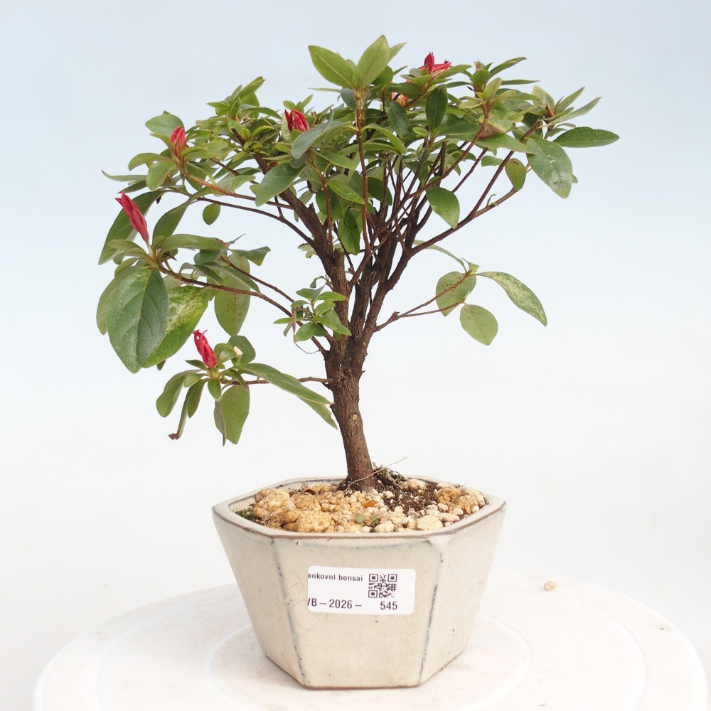 Bonsai da esterno - Azalea giapponese - Azalea sp.