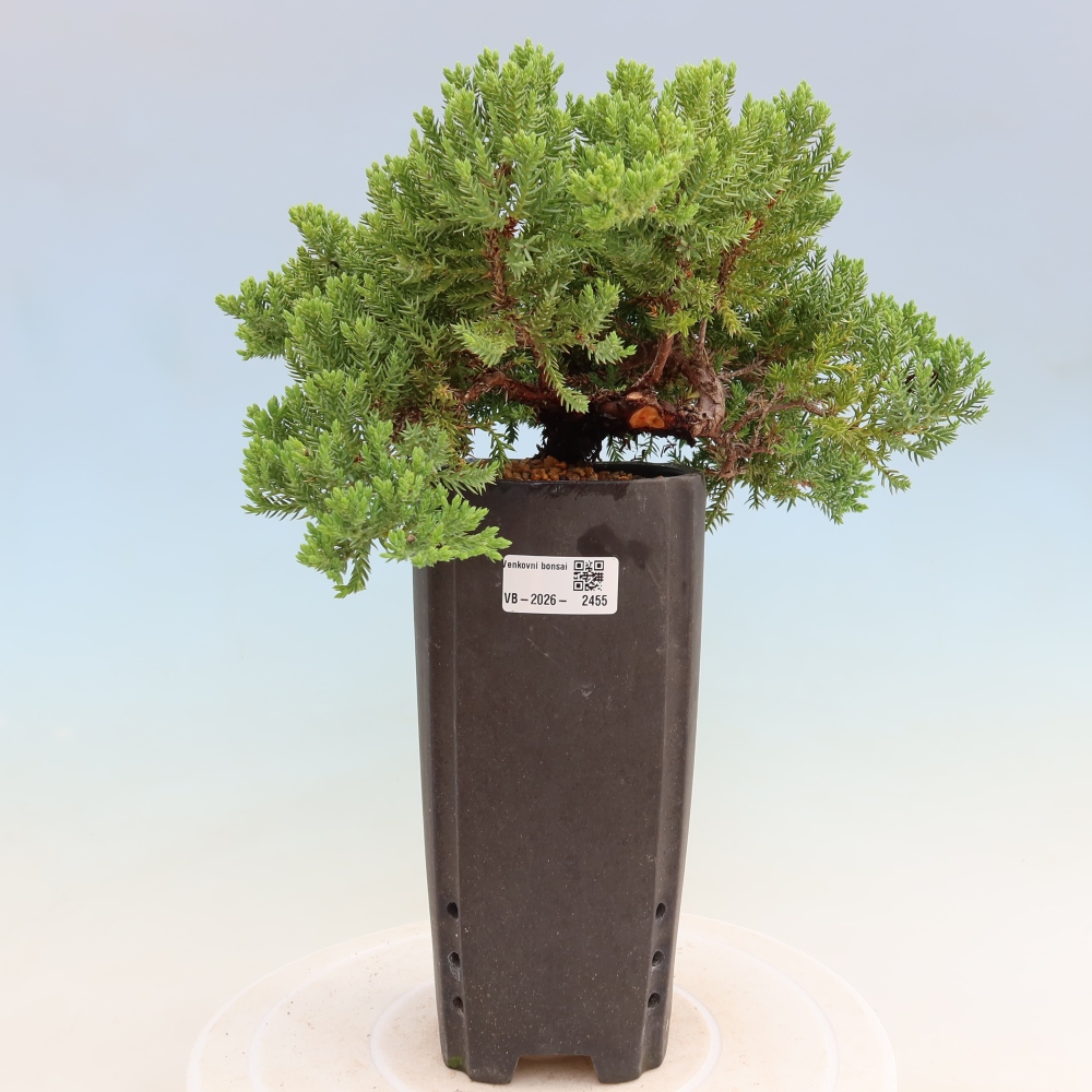 Bonsai da esterno - Juniperus procumbens - Juniperus procumbens