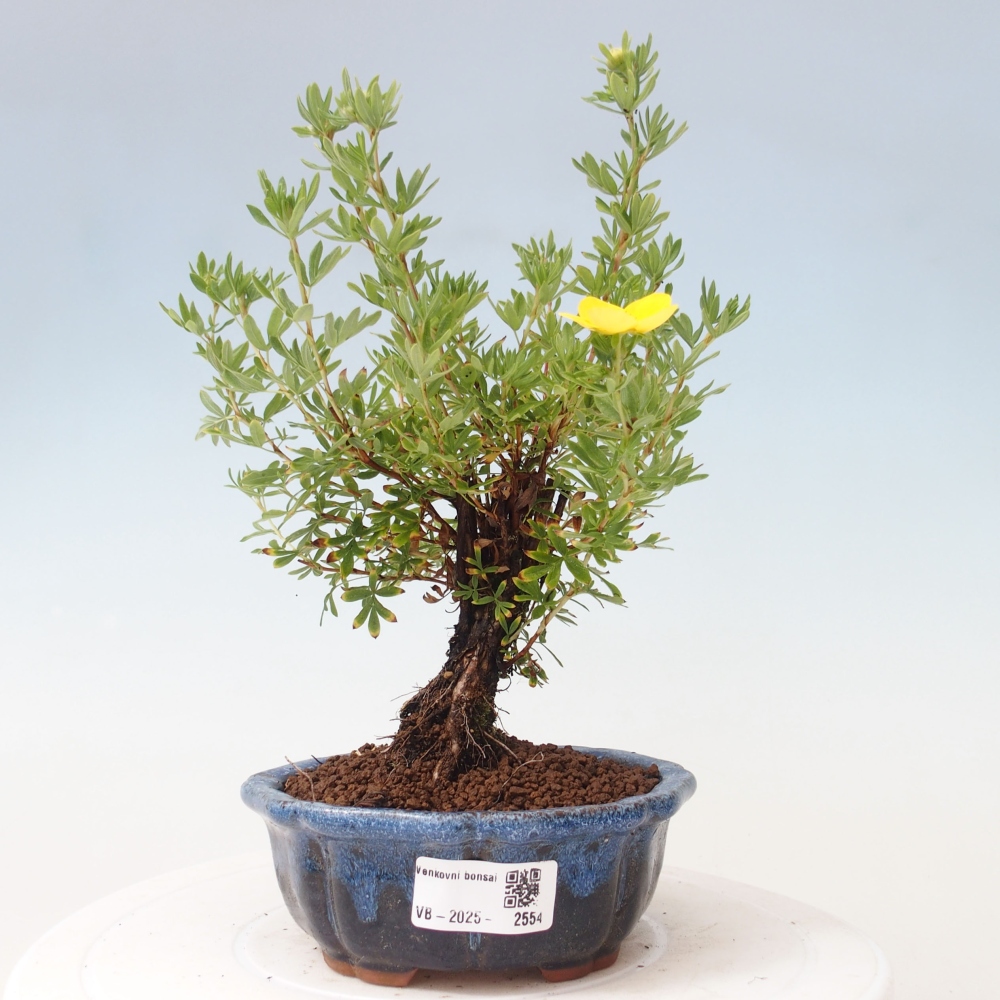 Bonsai da esterno - Potentila fruticosa yellow Bird