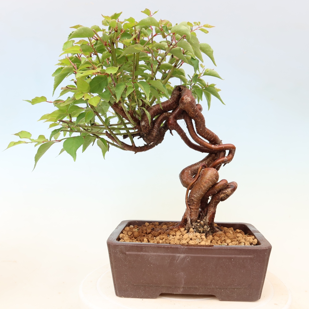 Bonsai da esterno - Albicocco giapponese - Prunus Mume
