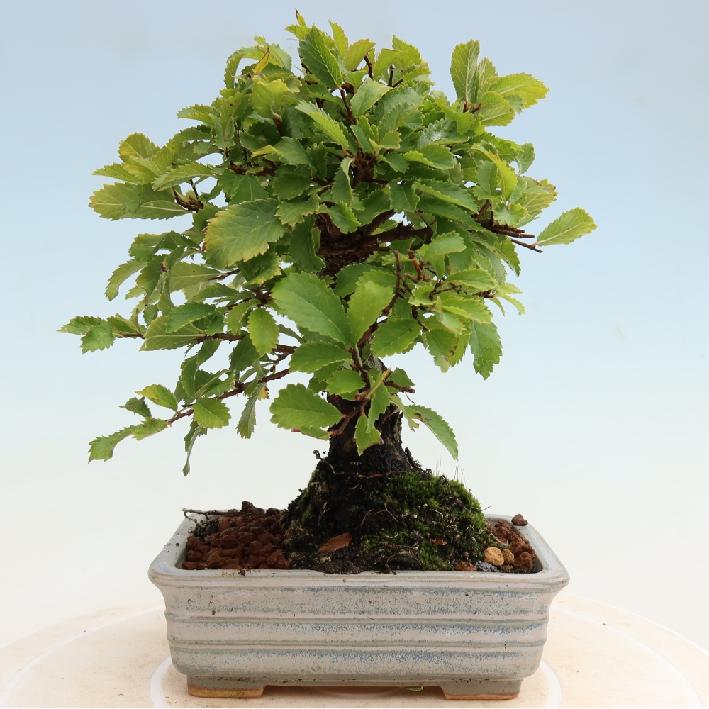 Bonsai da esterno - Zelkova - Zelkova NIRE