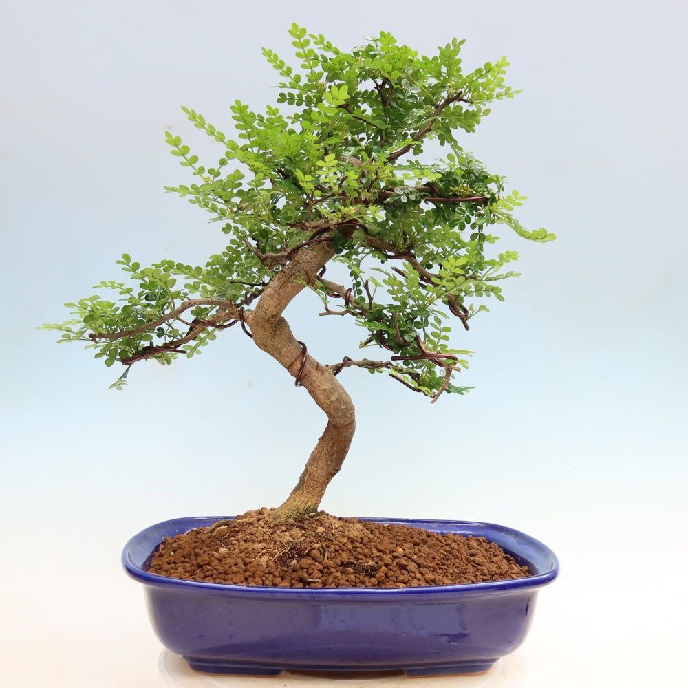 Camera bonsai - Zantoxylum piperitum - albero del pepe
