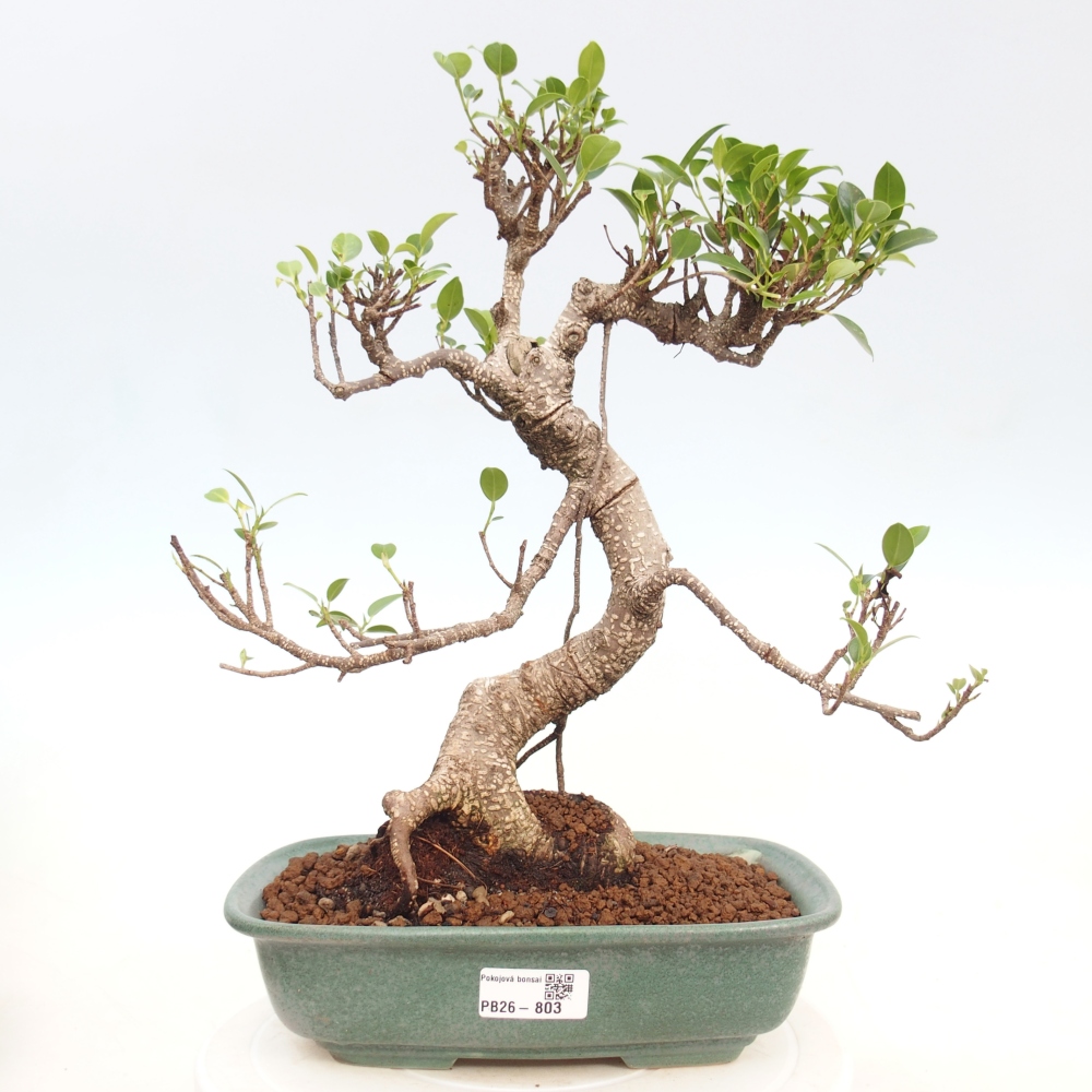 Camera bonsai - Ficus kimmen - ficus a foglie piccole