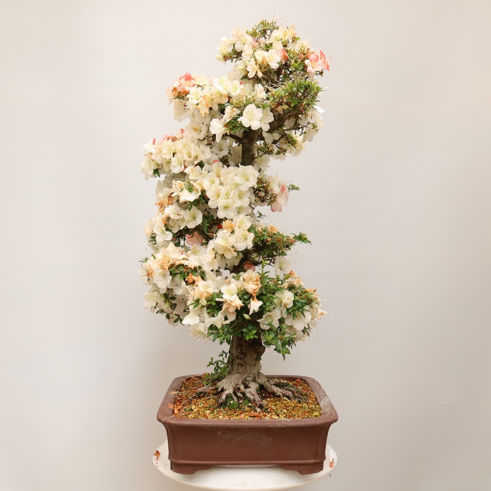 Bonsai da esterno - Azalea giapponese - Azalea Tochizumi