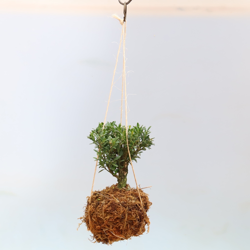 Kokedama in ceramica - Buxus harlandii - bosso di sughero