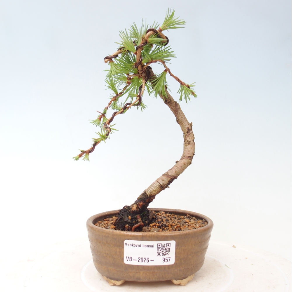 Bonsai da esterno - Larix Kaempferi - Larice giapponese