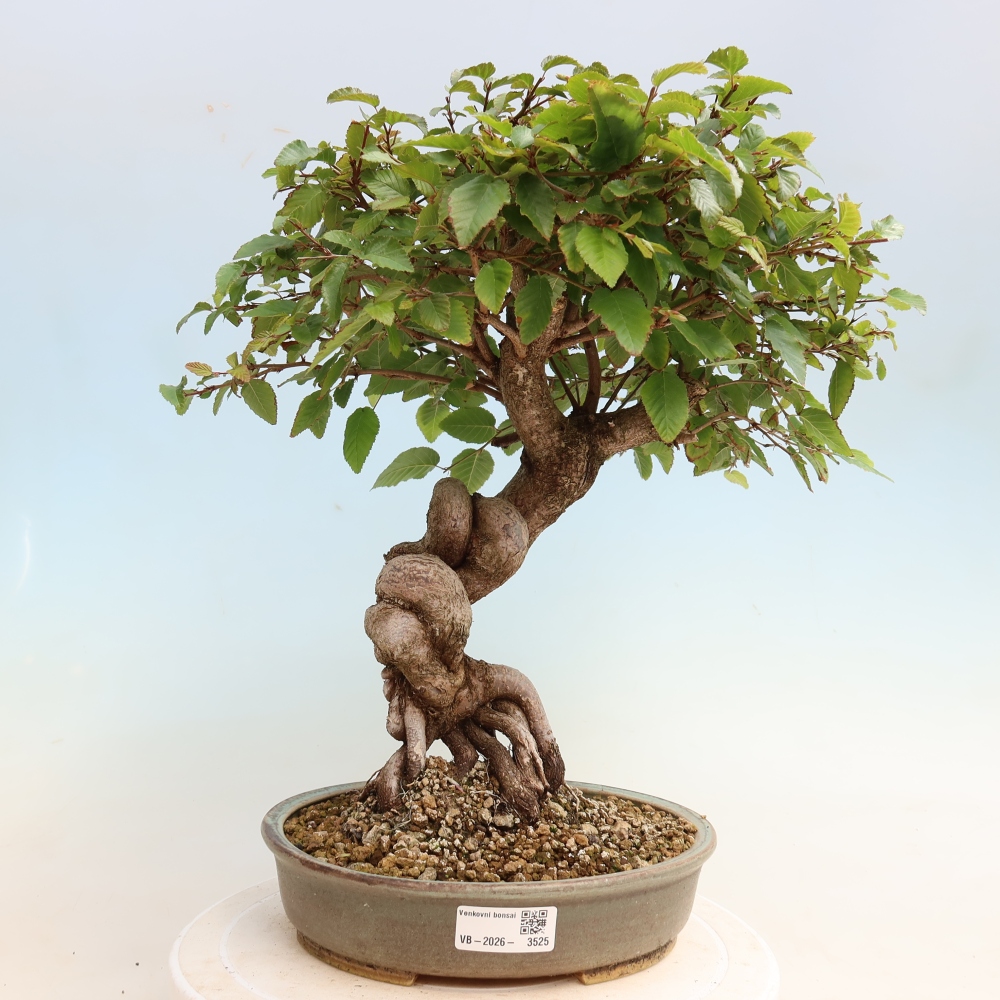 Bonsai da esterno -Carpinus CARPINOIDES - Carpino coreano