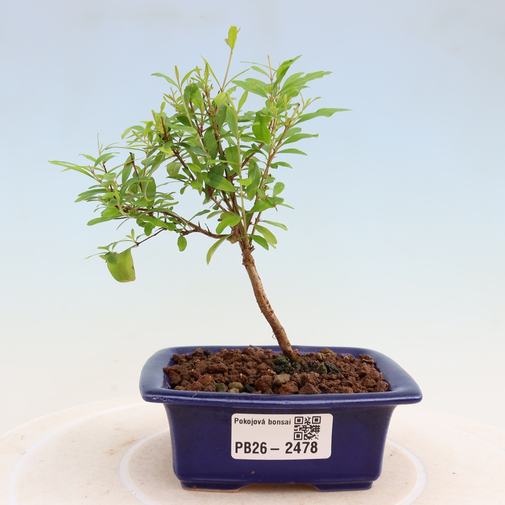 Camera bonsai-PUNICA granatum nana-Mela granata