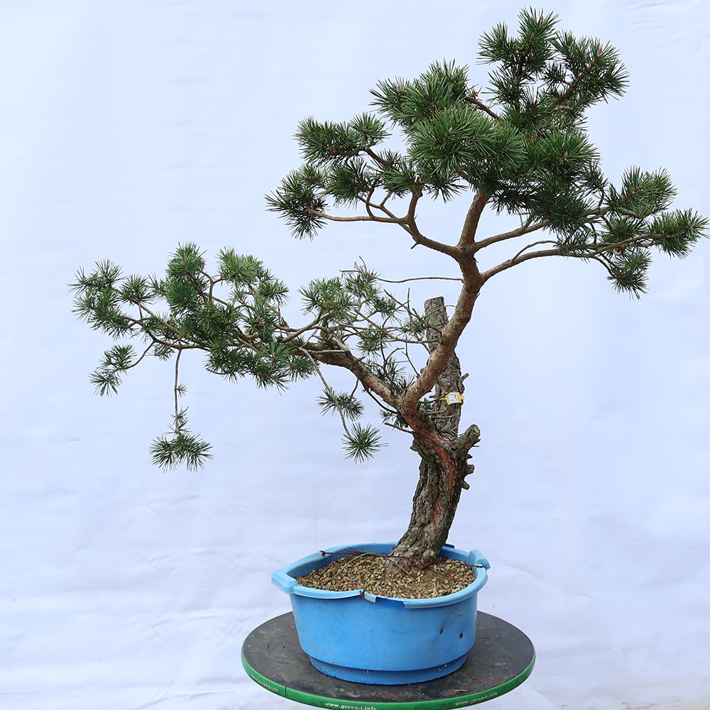 Pinus sylvestris Spagna - pino silvestre