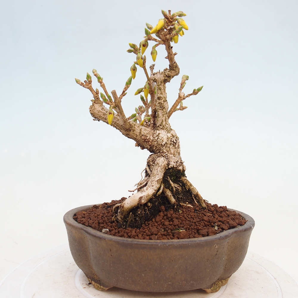 Bonsai da esterno - Zlatice - Forsythia intermedia