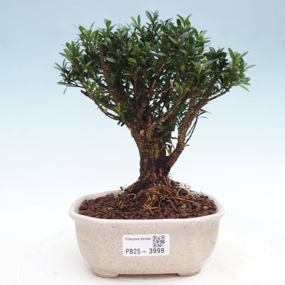 Camera bonsai - Buxus harlandii - buxus da sughero