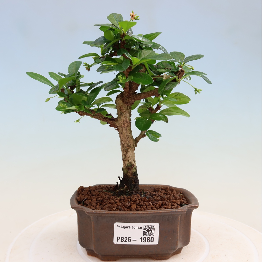 Camera bonsai - Carmona macrophylla - Tea fuki