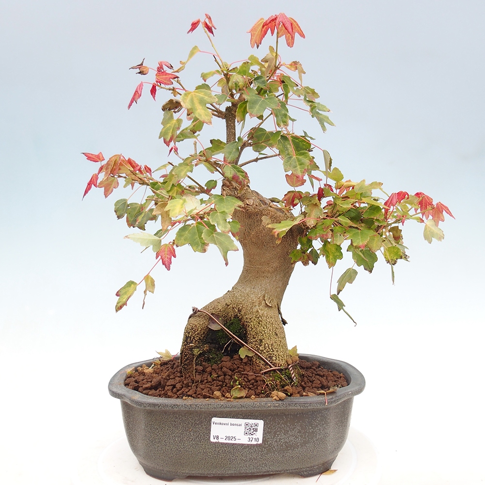 Bonsai da esterno - Acer Buergerianum - Acero di Burger