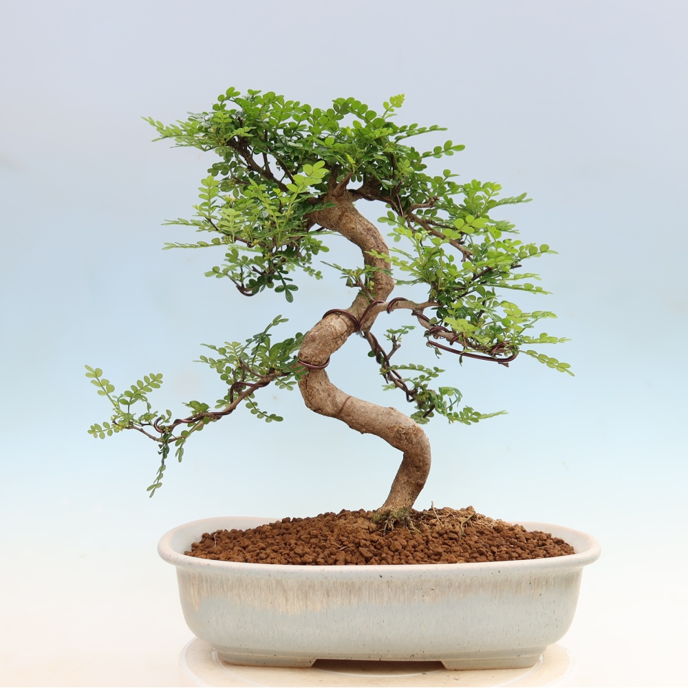 Camera bonsai - Zantoxylum piperitum - albero del pepe