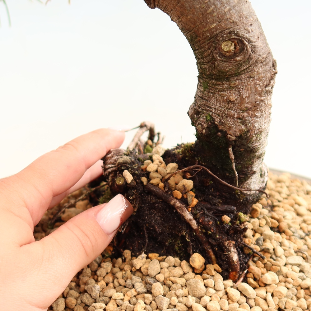 Bonsai da esterno - Pinus mugo Humpy  - Pino mugo