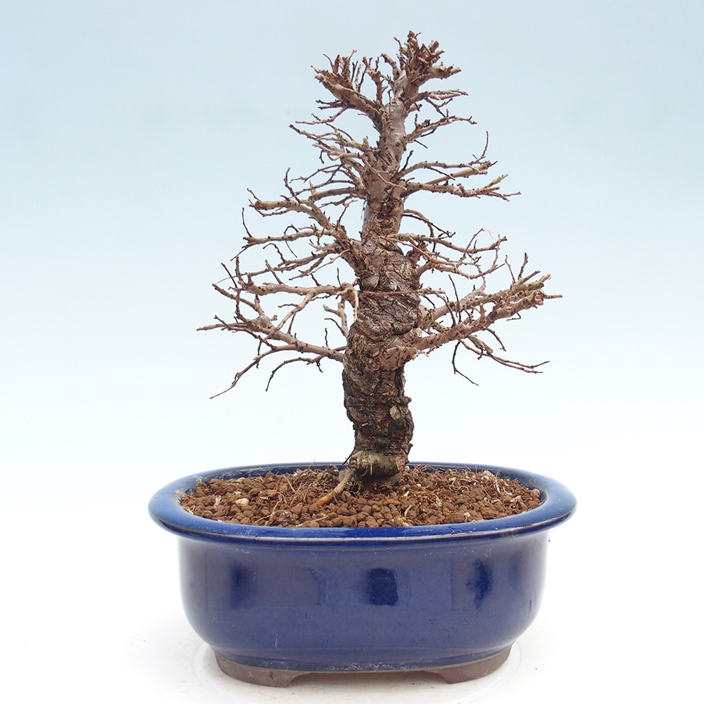 Bonsai da esterno - Zelkova - Zelkova NIRE