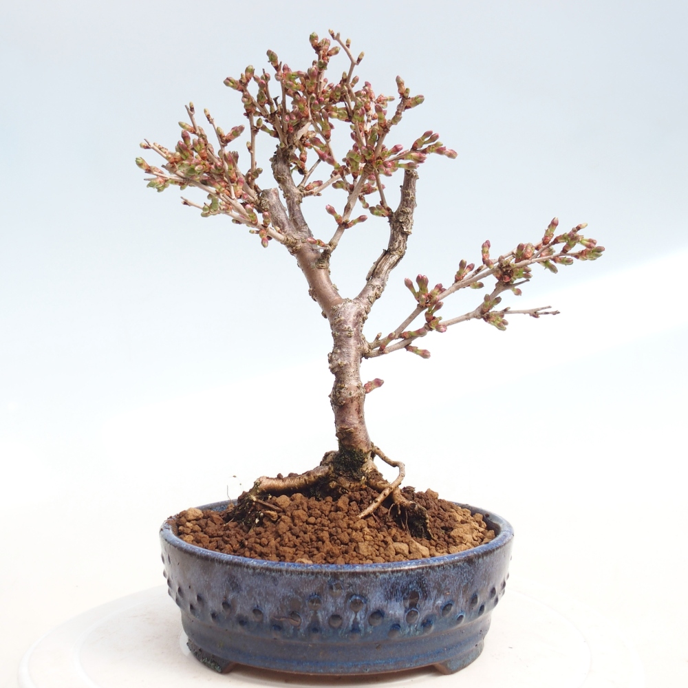 Bonsai da esterno - Prunus incisa Kojou-no mai-Plivon ritagliato