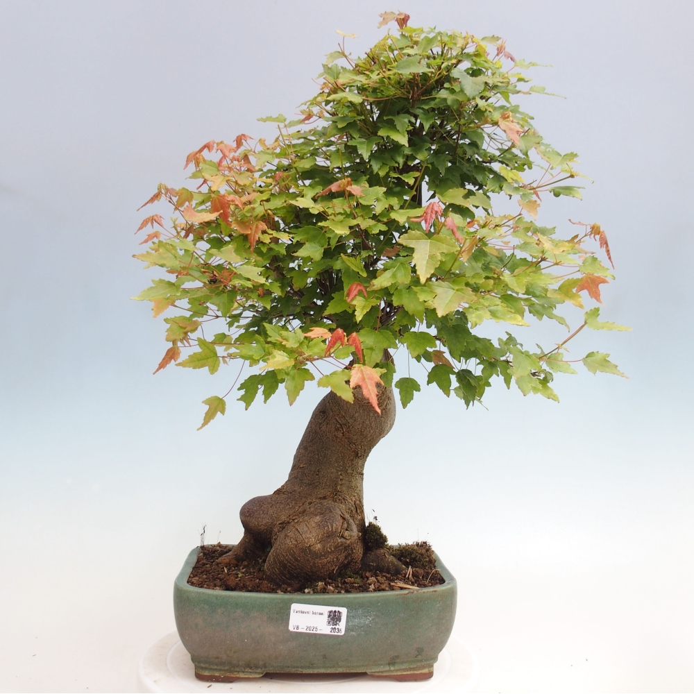 Bonsai da esterno - Acer Buergerianum - Acero di Burger
