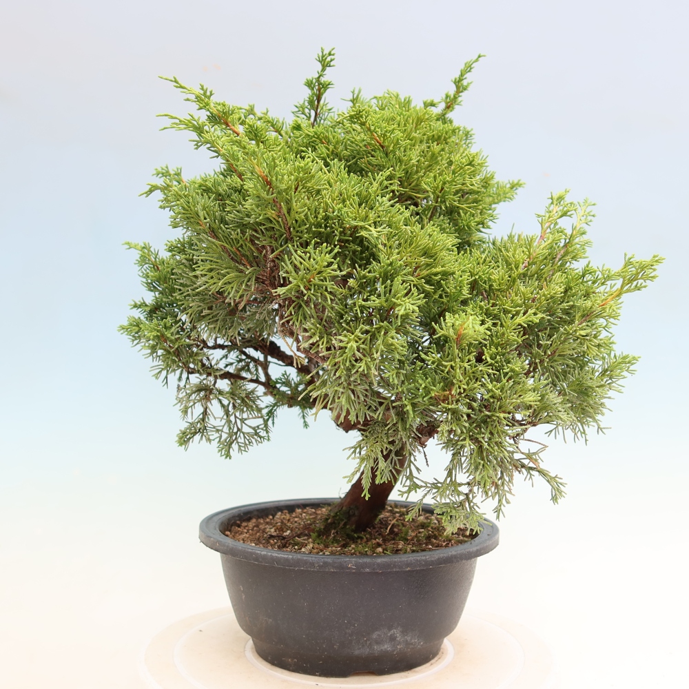 Bonsai da esterno - Juniperus chinensis Itoigawa-Juniperus chinensis