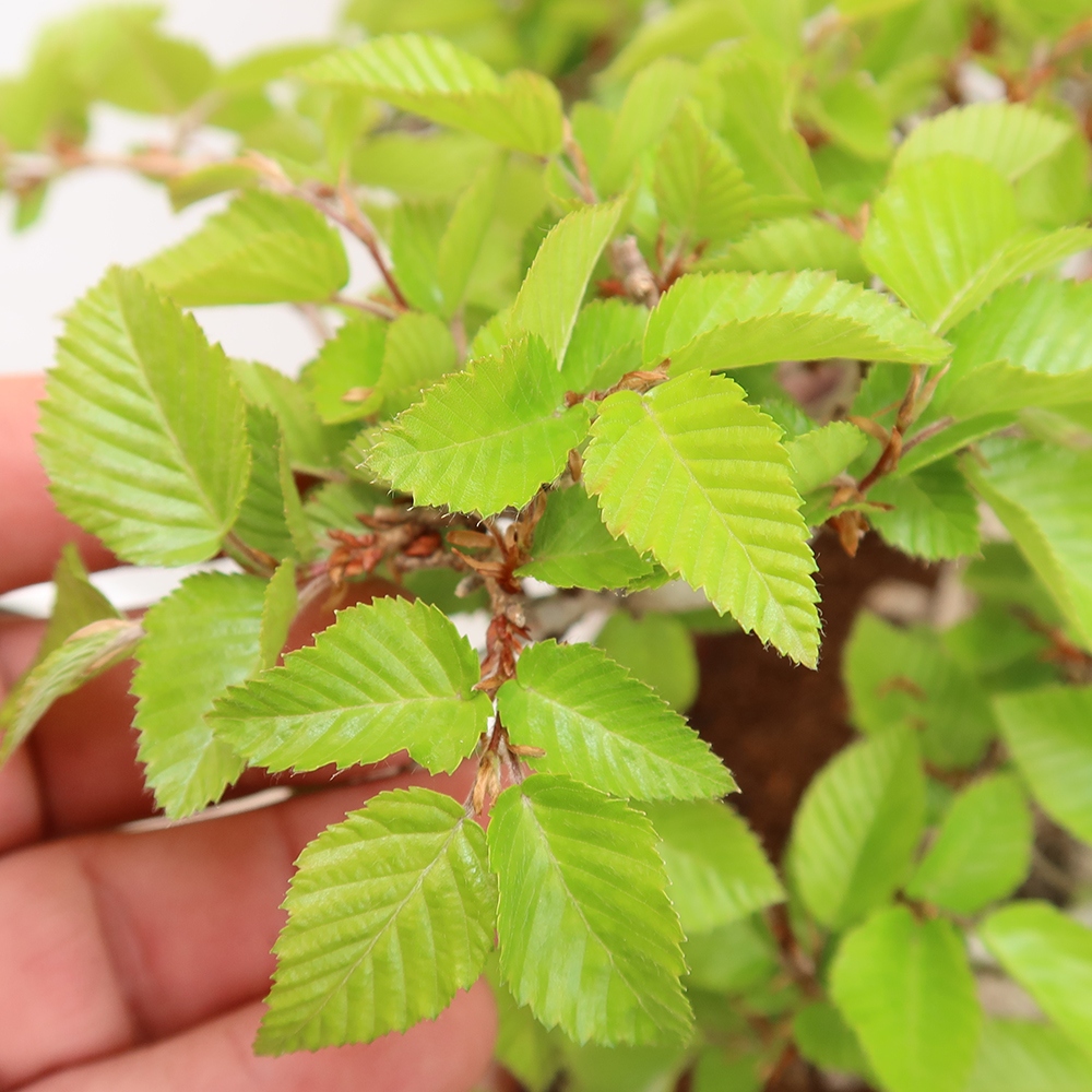 Bonsai da esterno -Carpinus Coreana - Carpino coreano