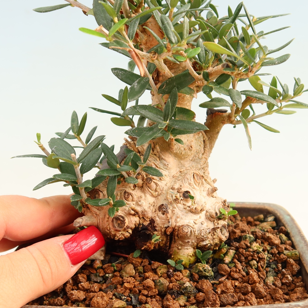 Bonsai da interno - Olea europaea sylvestris
