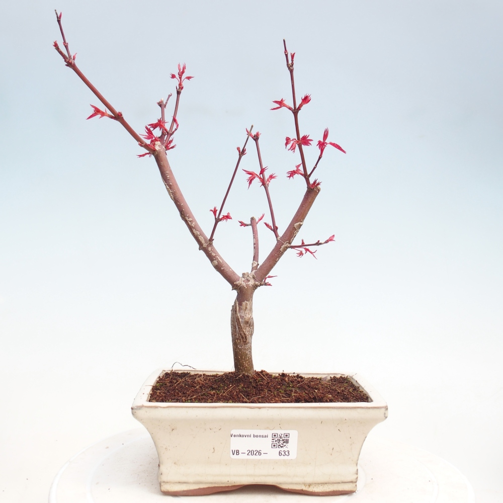 Bonsai da esterno - Acer palmatum DESHOJO