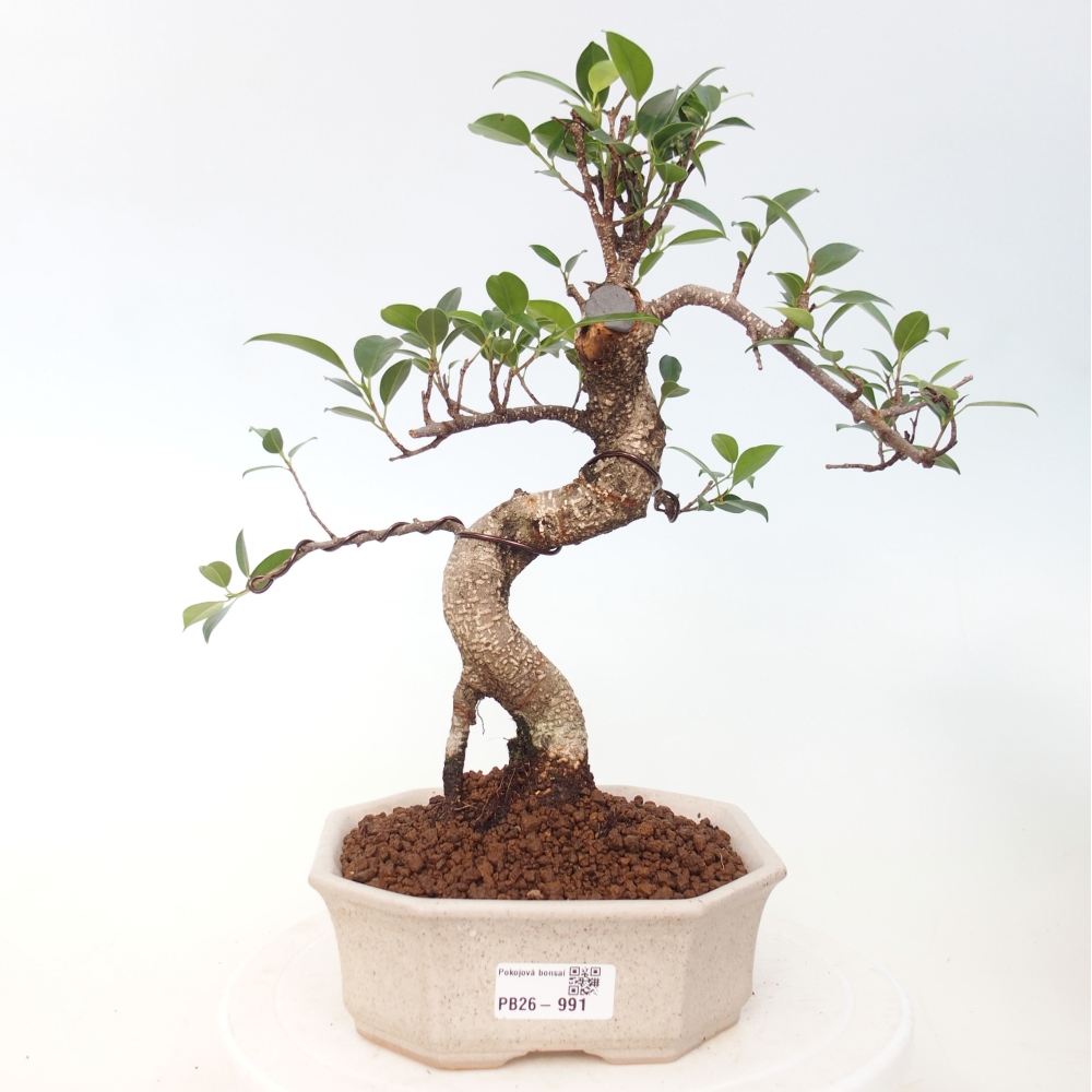 Camera bonsai - Ficus retusa - ficus a foglie piccole