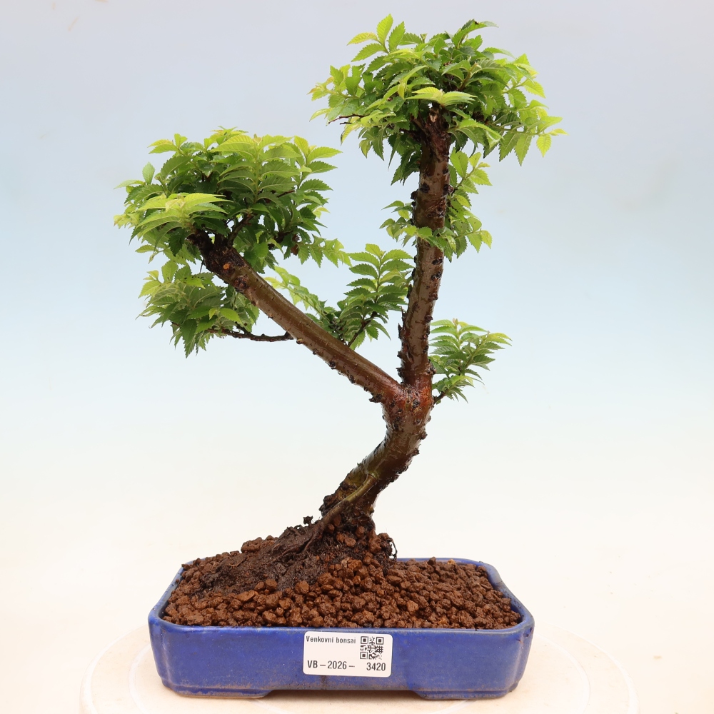 Bonsai da esterno - Ulmus Jacqueline Hillier - Olmo magnifico